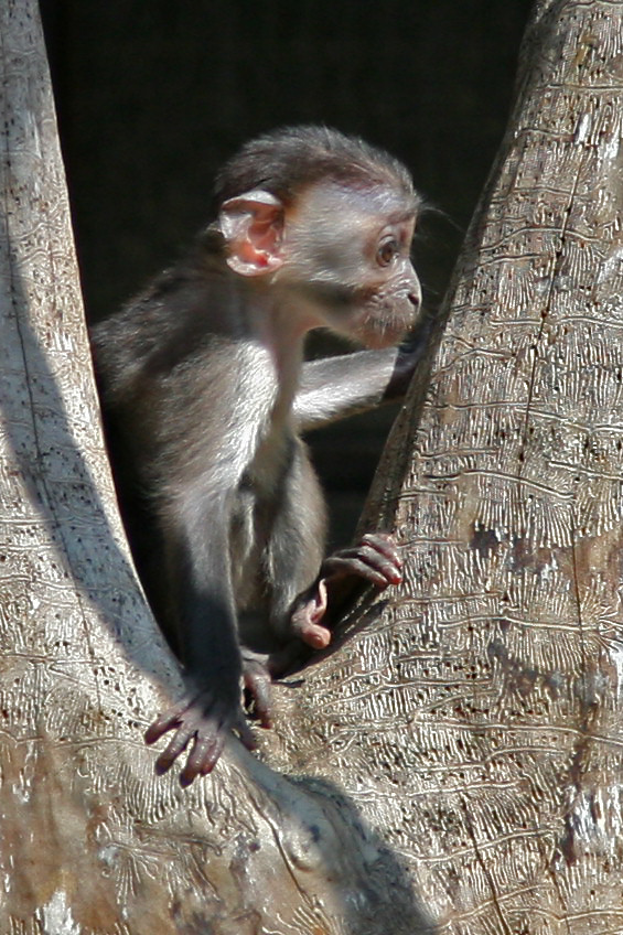 Zoo Schmiding 066.jpg